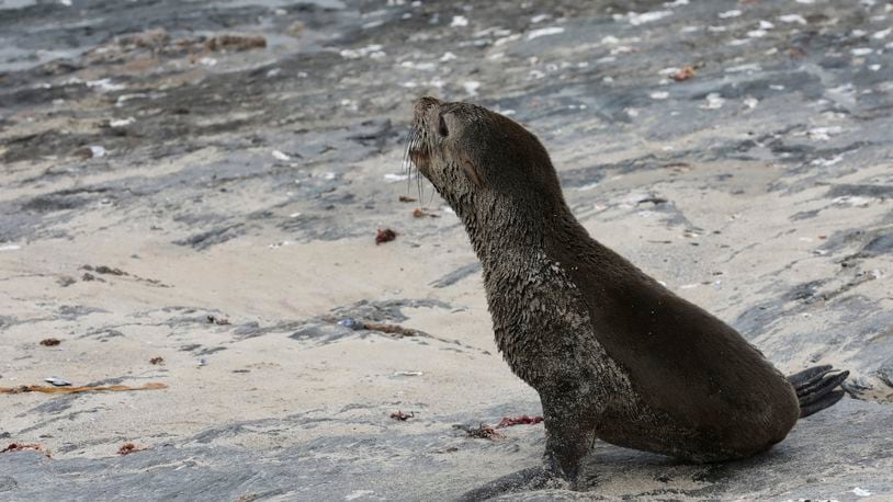 A Cape fur seal on Seal Island near Cape Town, South Africa, Sunday, Nov. 22, 2020. (AP Photo/Nardus Engelbrecht)