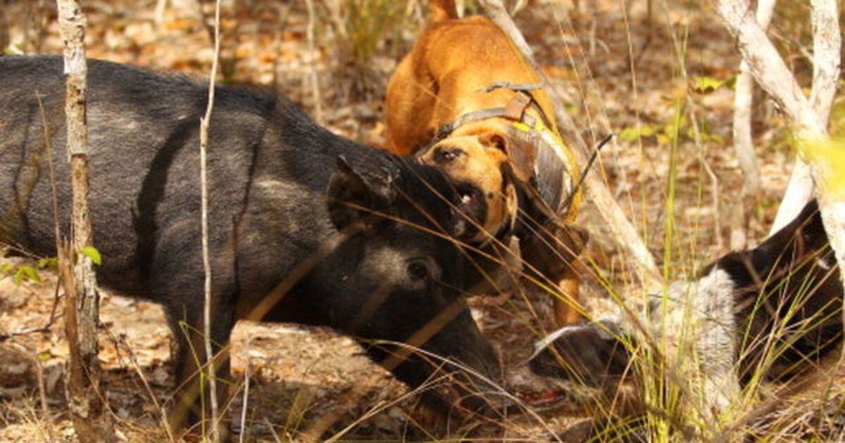 Big pig: 400-pound feral hog captured on golf course near San Antonio