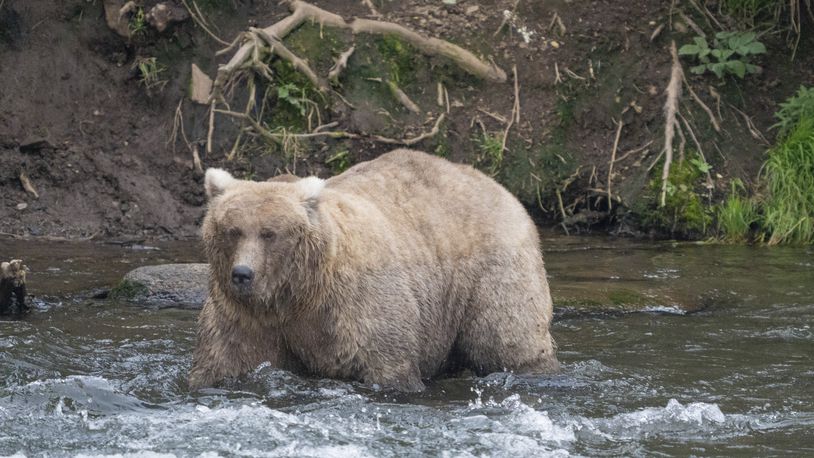 FILE - In this photo provided by the National Park Service is Grazer, the winner of the 2023 Fat Bear Contest, at Katmai National Park, Alaska on Sept. 14, 2023. (F. Jimenez/National Park Service via AP, File)