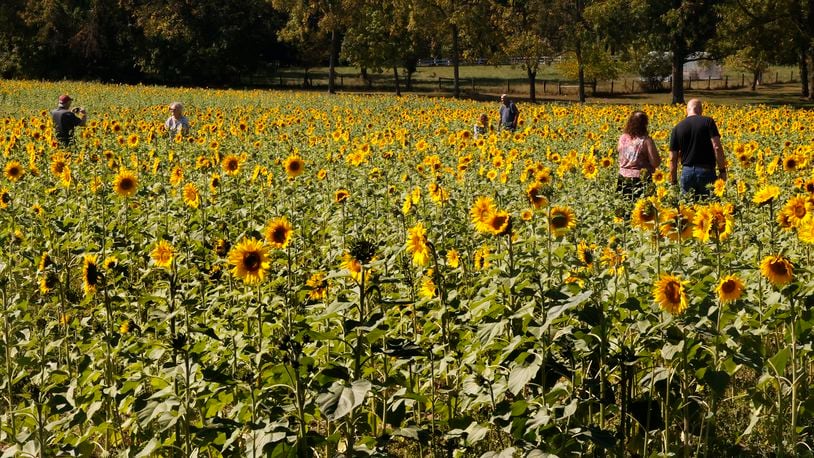 The Yellow Springs sunflower field is in bloom Monday, Oct. 2, 2023. The 10 acre field of bright yellow flowers along U.S. 68 north of Yellow Springs has become a tourist attraction with people traveling from all over the area to take pictures of the sunflowers. BILL LACKEY/STAFF