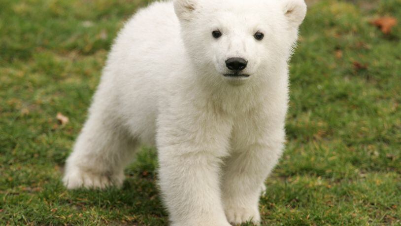 Cuteness alert Baby polar bear takes first steps outside at