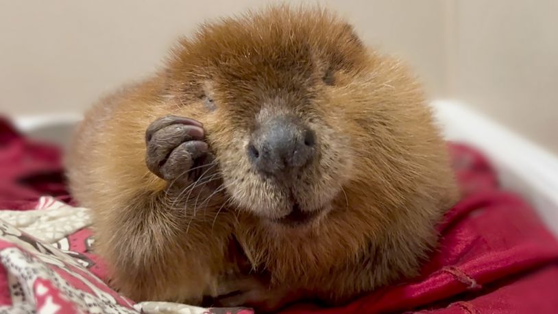 This photo provided by Newhouse Wildlife Rescue in October 2024, shows Nimi, a one-year-old beaver, at the Newhouse Wildlife Rescue in Chelmsford, Mass. (Jane Newhouse/Newhouse Wildlife Rescue via AP)