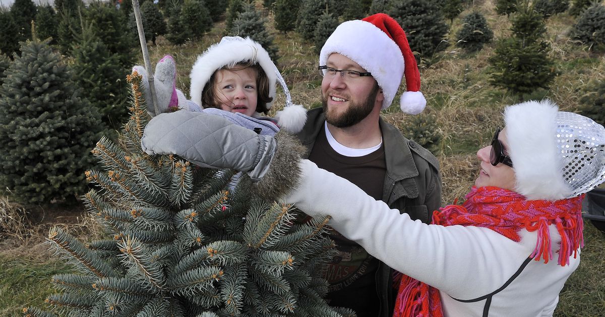 where-to-buy-a-fresh-christmas-tree-locally