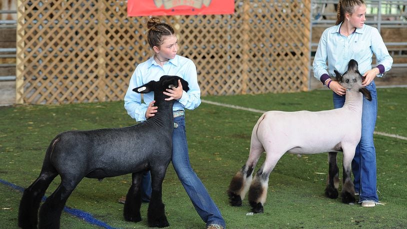 Market Lamb judging at the Warren County Fair, from left, Delaney Chester and Bailey Nahrup Tuesday July 20 2021. MARSHALL GORBY\STAFF