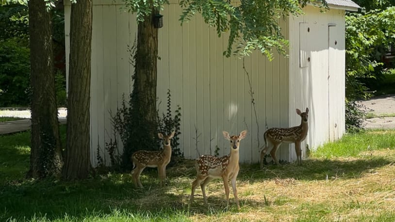 Three baby deer stand in a yard within the Mile Square of Oxford. Some residents think the deer population has grown too unwieldy. SEAN SCOTT/OXFORD FREE PRESS