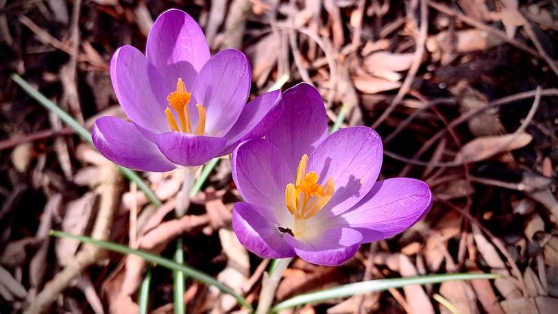 Spring flowers are popping up around the area Thursday Feb. 23, 2023 including the Wegerzyn Garden Metropark in Dayton. MARSHALL GORBY \STAFF