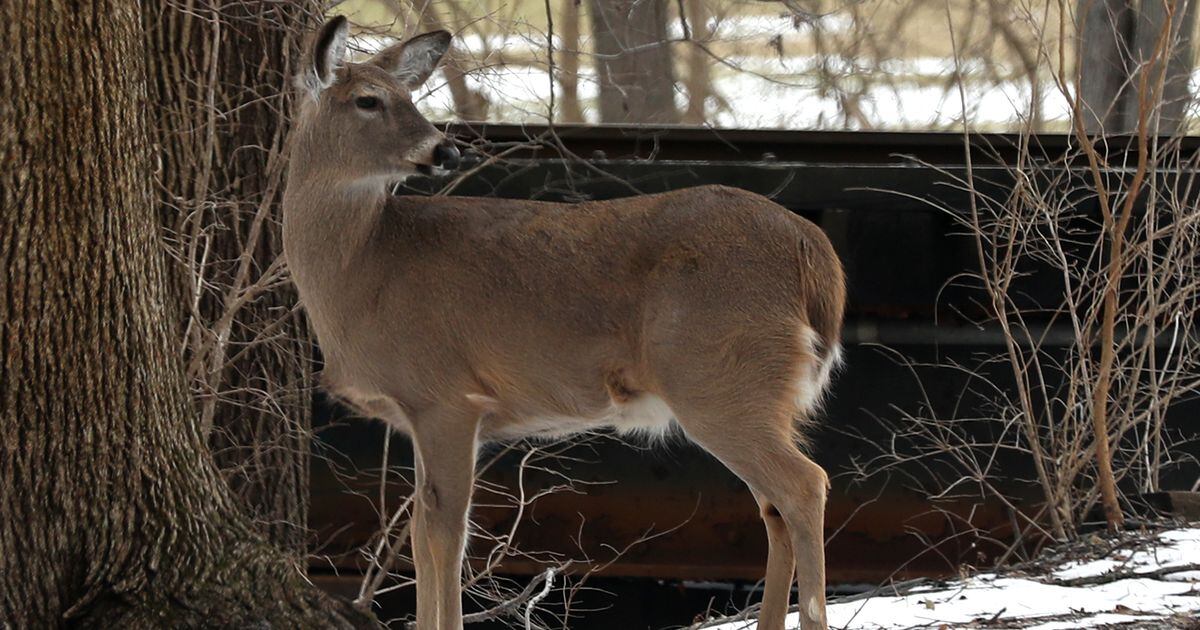 Ohio to increase deer disease monitoring in 3 counties