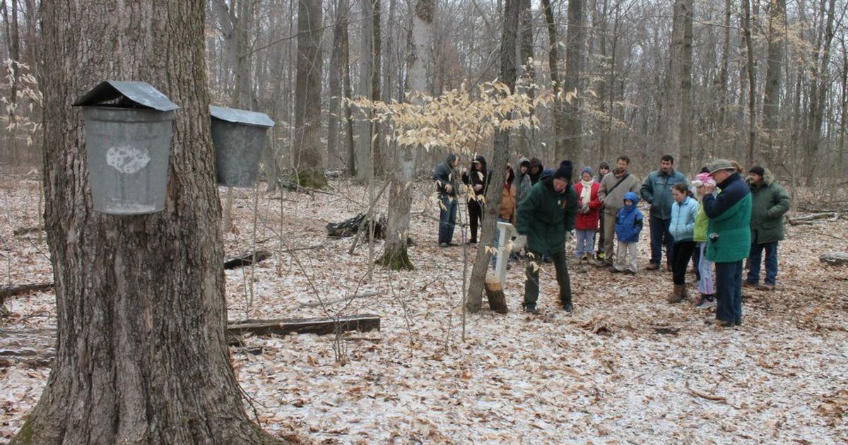 Annual Maple Syrup Festival at Hueston Woods this weekend