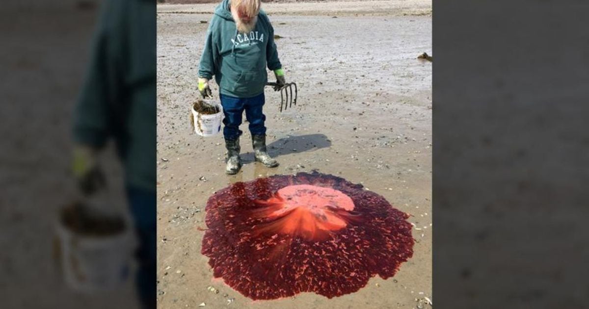 north bloodshore jellyfish