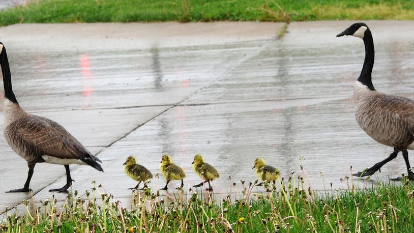 Traffic stops for a family of geese crossing Dorothy Lane on a rainy Tuesday, May 5, 2021. MARSHALL GORBY\STAFF