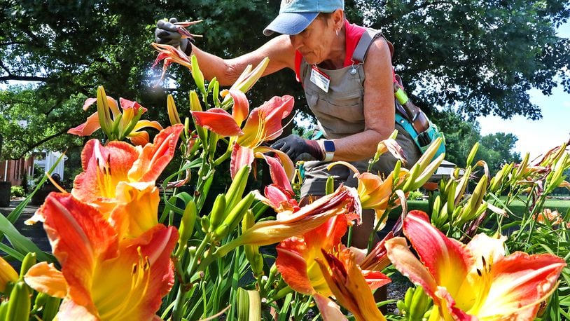 Kathy McConkey, a Master Gardener Volunteer, pulls the dead blooms off the lilies blooming in a river of color at the Snyder Park Gardens and Arboretum in this file photo. BILL LACKEY/STAFF