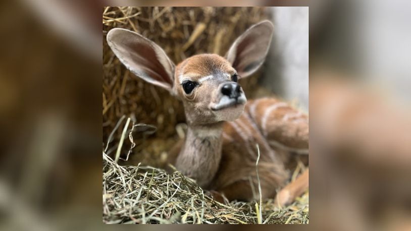 A lesser kudu calf was born at the Cincinnati Zoo on Monday, Jan. 15, 2024. The female calf is the zoo's first baby born in 2024. Photo courtesy the Cincinnati Zoo and Botanical Gardens.