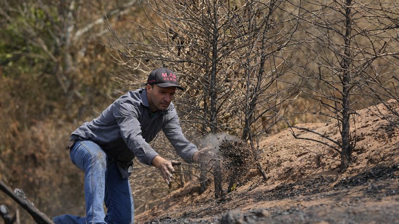 Coffee producer Silvio Elias de Almeida tosses a handful of damaged coffee beans during an inspection of his plantation consumed by wildfires in a rural area of Caconde, Sao Paulo state, Brazil, Wednesday, Sept. 18, 2024. (AP Photo/Andre Penner)