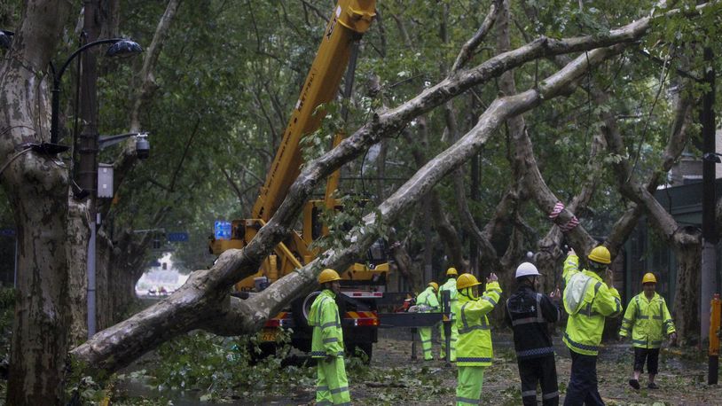 In this photo released by Xinhua News Agency, workers remove fallen trees along a street in the aftermath of Typhoon Bebinca in Shanghai, China, Monday, Sept. 16, 2024. (Chen Haoming/Xinhua via AP)