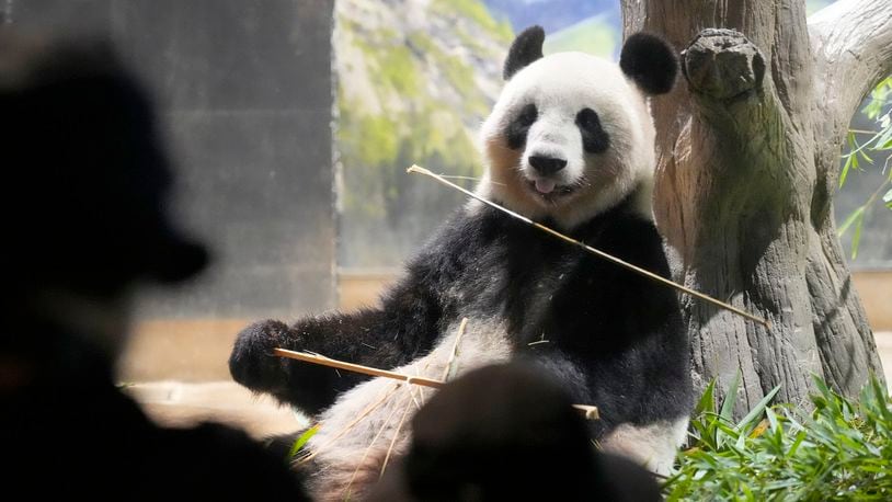 Visitors watch the giant panda Shin Shin at Ueno Zoo, a day before giant panda couple Ri Ri and Shin Shin's return to China, Saturday, Sept. 28, 2024, in Tokyo. (AP Photo/Eugene Hoshiko)