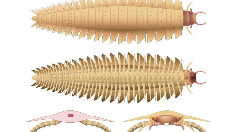 This illustration provided by researchers in October 2024 depicts a juvenile Arthropleura insect reconstructed using fossils discovered in Montceau-les-Mines, France. (Mickaël Lhéritier, Jean Vannier, Alexandra Giupponi via AP)