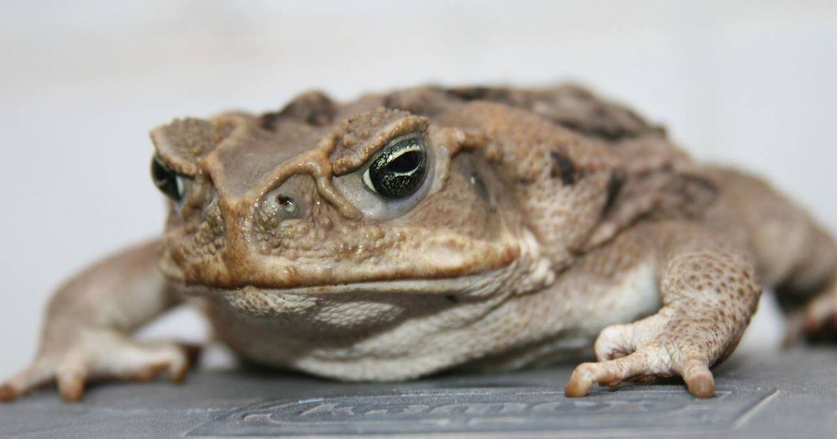 Swarms Of Poisonous Toads Hopping Through South Florida City 3290