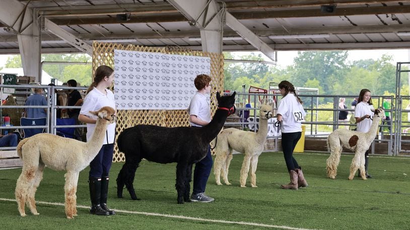 The Warren County Fair will be held July 15-20 at 655 N. Broadway St., Lebanon. There will be shows, 4-H exhibits, rides, music, food, and more. Pictured is the Alpaca show at the Warren County Fair July 19, 2023 in Lebanon. For more information, go to warrencountyfairohio.org. NICK GRAHAM/STAFF
