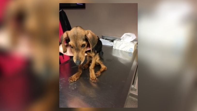 A West Chester Twp. woman has been charged with animal cruelty after she allegedly abandoned her emaciated dog. CONTRIBUTED