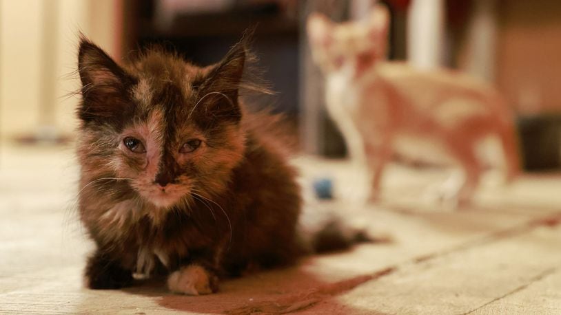 Angela Delvecchio is caring for stray cats in her barn as part of a coordinated effort with Oxford Veterinary Hospital to catch and sterilize stray cats in Oxford. Some of the cats will be rehomed and will be spayed or neutered when they are old enough. NICK GRAHAM/STAFF