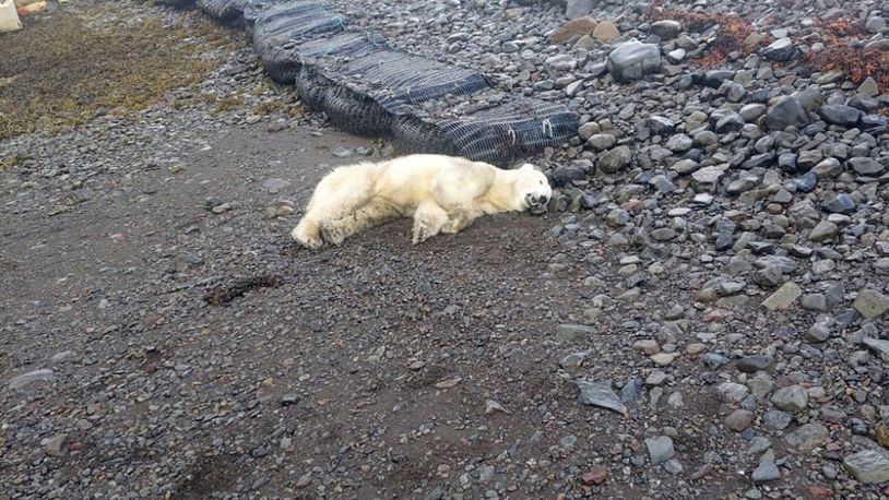 This handout photo shows a polar bear that was shot by the police after being considered a threat to people nearby, authorities said, in Westfjords, Iceland, Thursday Sept. 19, 2024. The bear was shot near a summer home in the Westfjords in the north west tip of Iceland. (Ingvar Jakobsson via AP)