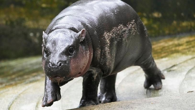 Two-month-old baby hippo Moo Deng walks at the Khao Kheow Open Zoo in Chonburi province, Thailand, Thursday, Sept. 19, 2024. (AP Photo/Sakchai Lalit)