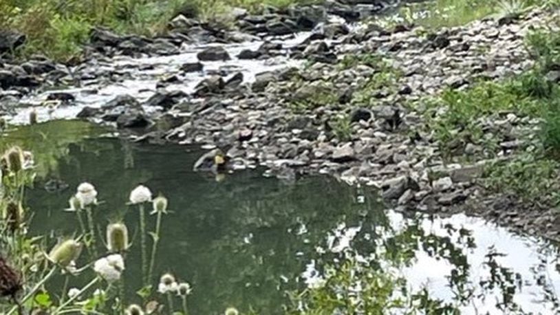 Those interested in nature within the city of Mason are invited to learn more about local streams and how to judge their water quality through "Stream Encounter" on Aug. 8. FILE