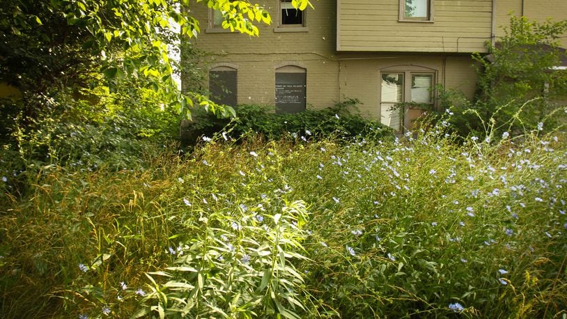 In Fairfield, all obnoxious weeds, brush, stumps and other vegetative overgrowth must be cut down and disposed of properly, according to city code. STAFF FILE PHOTO