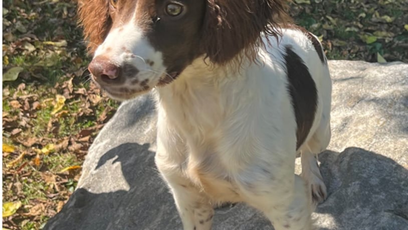 This seven-month-old English Springer named Maggie will be trained as an emotional support and explosives/firearms detection K9 for the Franklin police and Franklin City Schools. The Franklin Board of Education approved the joint venture with the Franklin police to share in the costs of the K9 that would be assigned to the SRO. CONTRIBUTED/FRANKLIN DIVISION OF POLICE