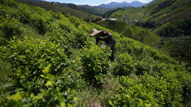 A farm laborer picks coca leaves on a hillside of the Micay Canyon, southwestern Colombia, Tuesday, Aug. 13, 2024. The Micay Canyon, which plays a key role in the illicit trade of both drugs and weapons, connects the Andes mountains and the Pacific Ocean along dozens of remote trails used to bring cocaine to small ports where it is loaded unto homemade submarines heading to Central America. (AP Photo/Fernando Vergara)