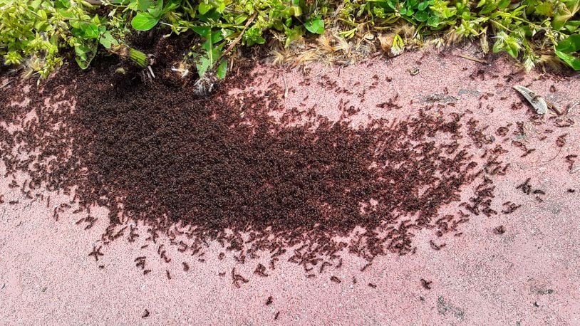 A swarm of ants. iSTOCK/COX