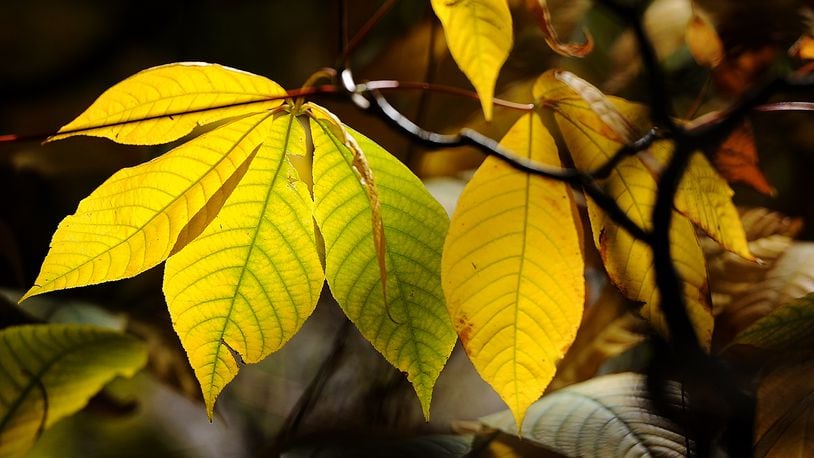 Cox Arboretum Metro Park is full of fall colors, Tuesday Oct. 24, 2023. MARSHALL GORBY\STAFF