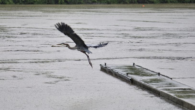 A great blue heron takes flight from the boat ramp of Acton Lake at Hueston Woods State Park as rain falls causing flooding in the area Thursday, June 3, 2021. NICK GRAHAM / STAFF