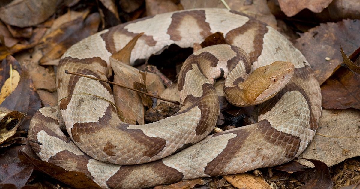 Texas Toddler Ok After Suffering Bite From Copperhead Snake