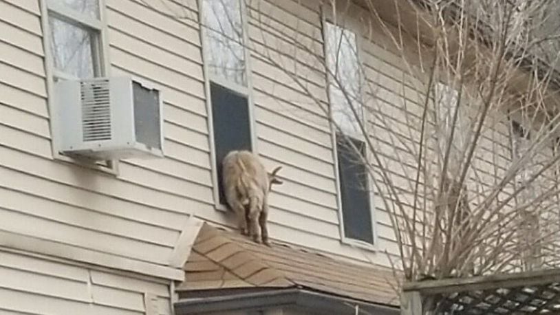 A goat climbed onto a rooftop Jan. 8, 2021, in Miami County.
