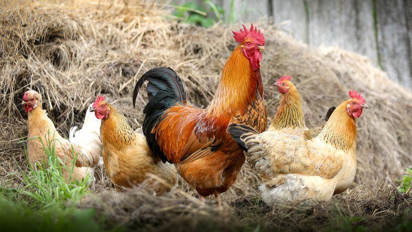 Salmonella Outbreak In 21 States Linked To Backyard Poultry Dont Kiss The Chickens Cdc Warns 