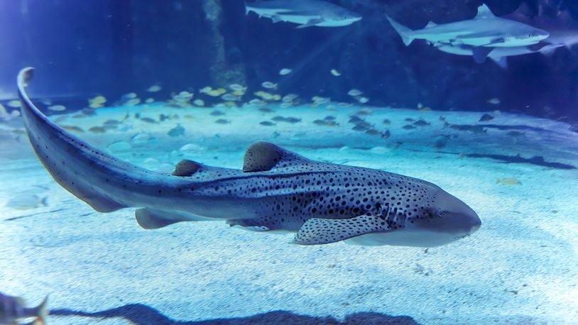 Newport Aquarium is kicking off Shark Summer with new sharks as the attraction continues to celebrate its 25th anniversary. CONTRIBUTED