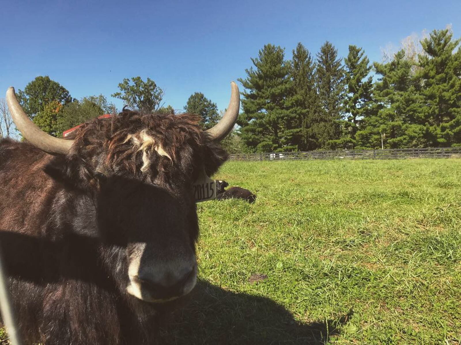 OH Yaks in Lebanon is the largest registered yak farm in Ohio.