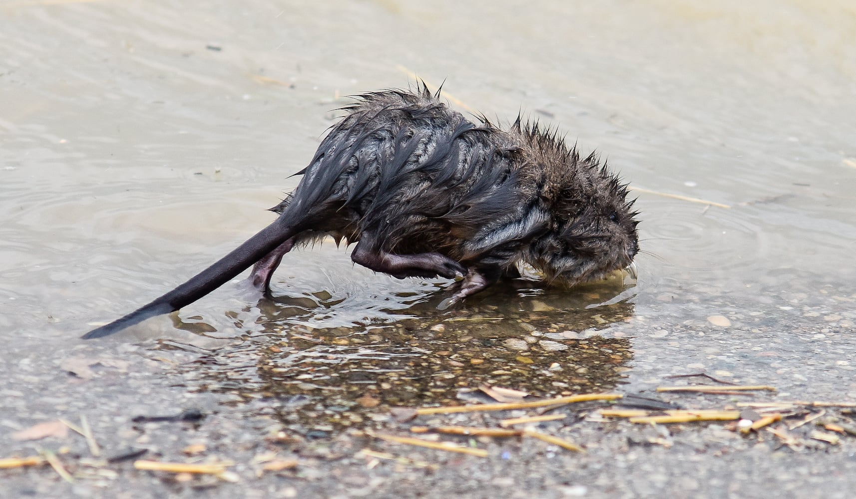 PHOTOS: Heavy rain causes flooding in Butler County