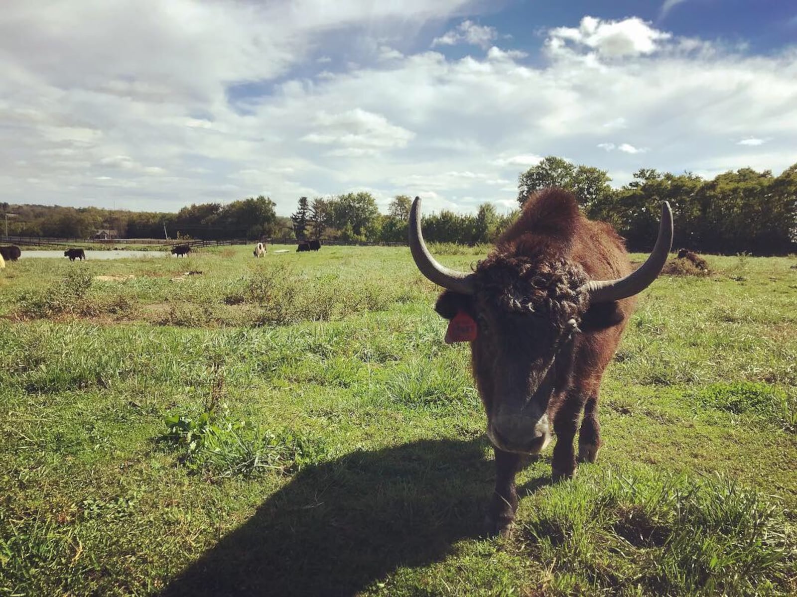 OH Yaks in Lebanon is the largest registered yak farm in Ohio.