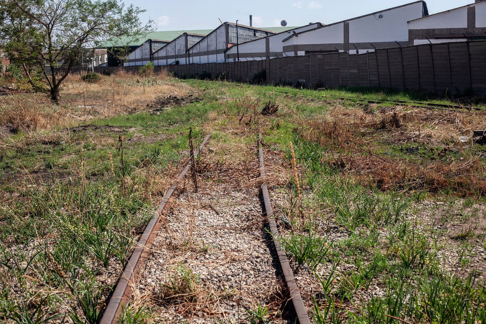 Overgrown grass blocks what once used to be a busy railway line leading into an industrial area in central Harare, Zimbabwe, Friday, Nov. 11, 2024. (AP Photo/Aaron Ufumeli)