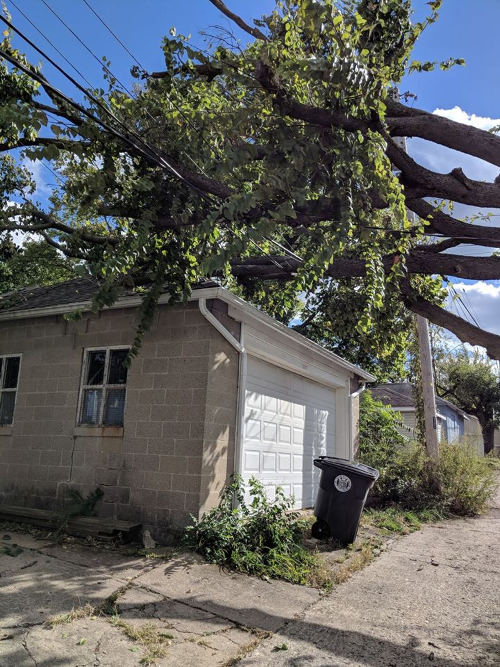 A tree fell on  power lines above a garage in Walnut Hills.