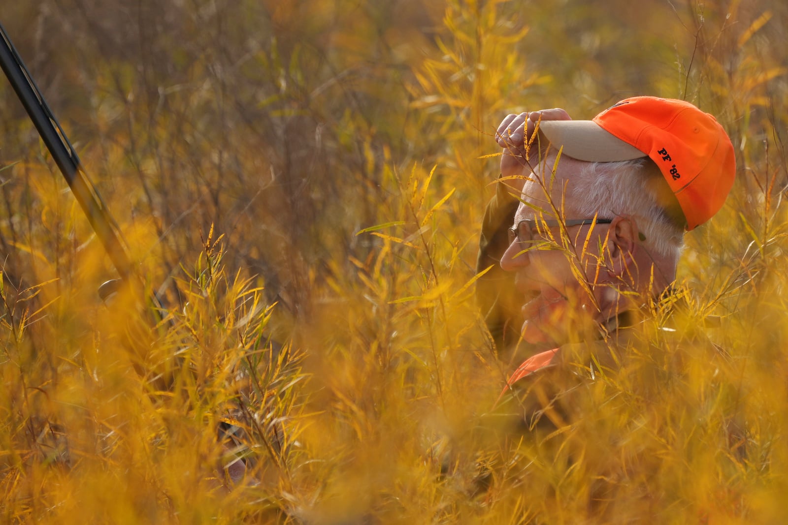 Minnesota Governor and Democratic Vice Presidential candidate Tim Walz pushes through thick vegetation as he takes part in the annual Minnesota Governor's Pheasant Hunting Opener, Saturday, Oct. 12, 2024, near Sleepy Eye, Minn. (Anthony Souffle/Star Tribune via AP)