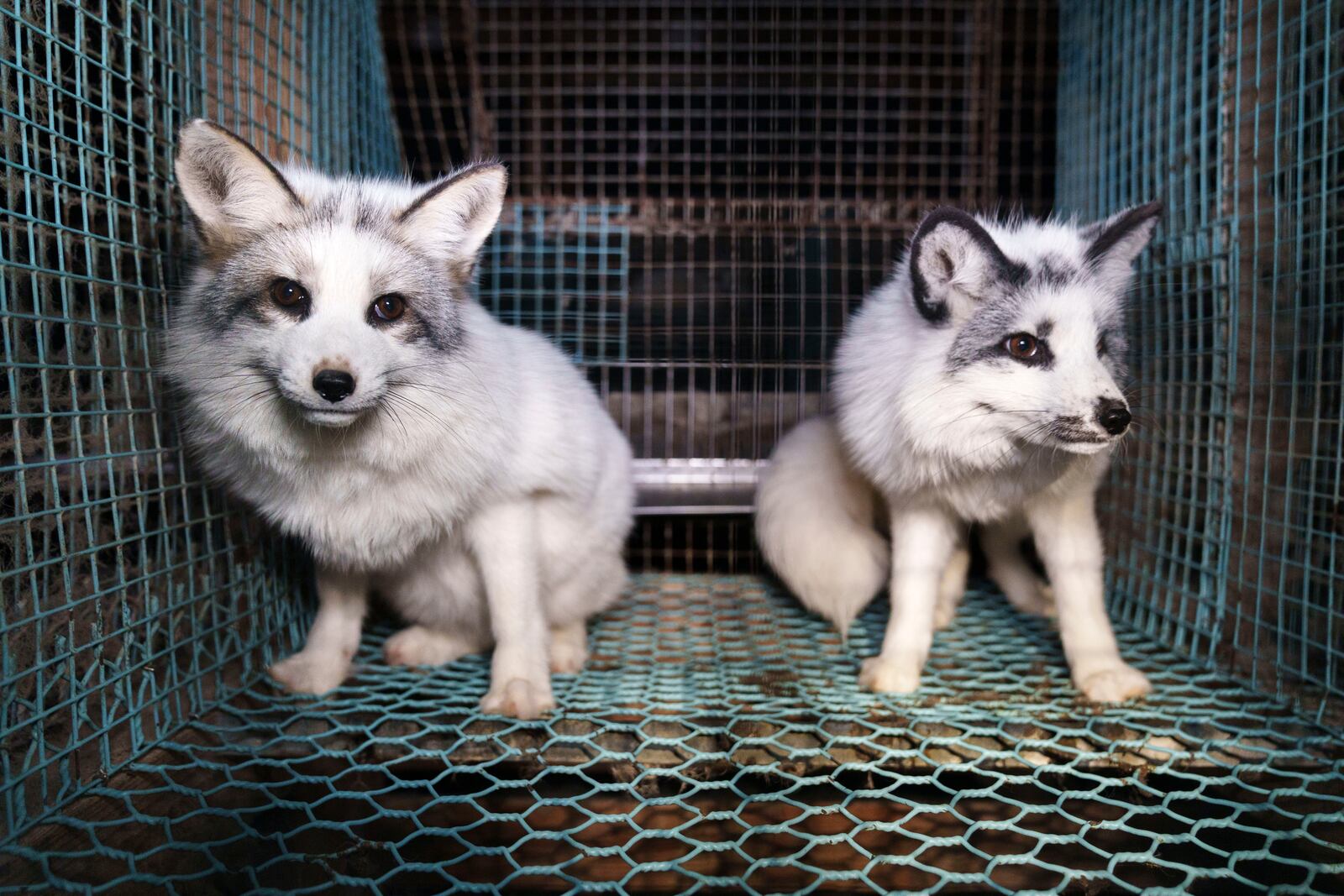 This photo provided by Humany Society International shows foxes inside a cage at a fur farm in western Finland, in late October, 2024. (Humany Society International/Oikeutta Elaimille via AP)