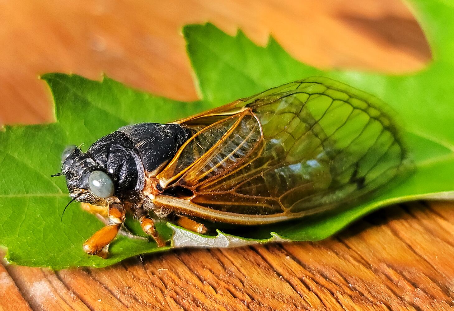 061621 blue eyed cicada