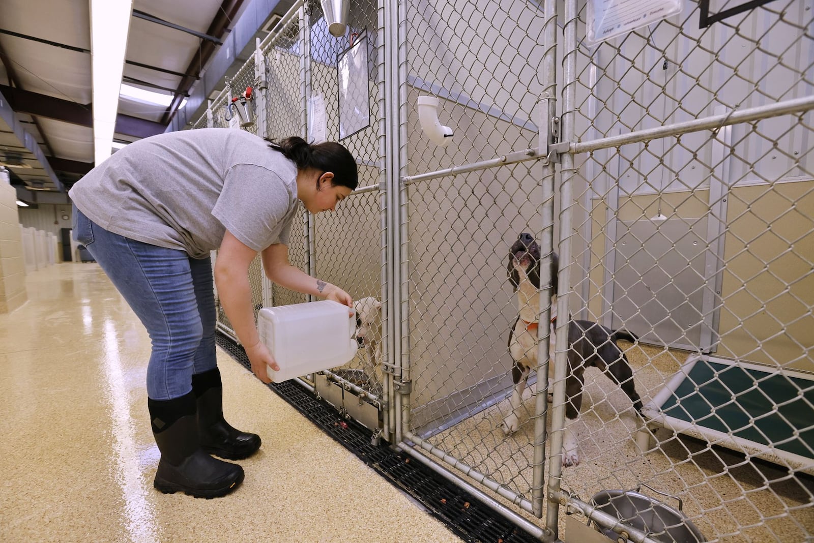 Brookelynn Bunch gives water to dogs at Animal Friends Humane Society Tuesday, Feb. 1, 2022. The animal shelter and adoption center on Princeton Road has moved to appointments only effective Feb. 1, 2022 due to staff shortages. You must call ahead and walk-ins are not allowed. NICK GRAHAM/STAFF