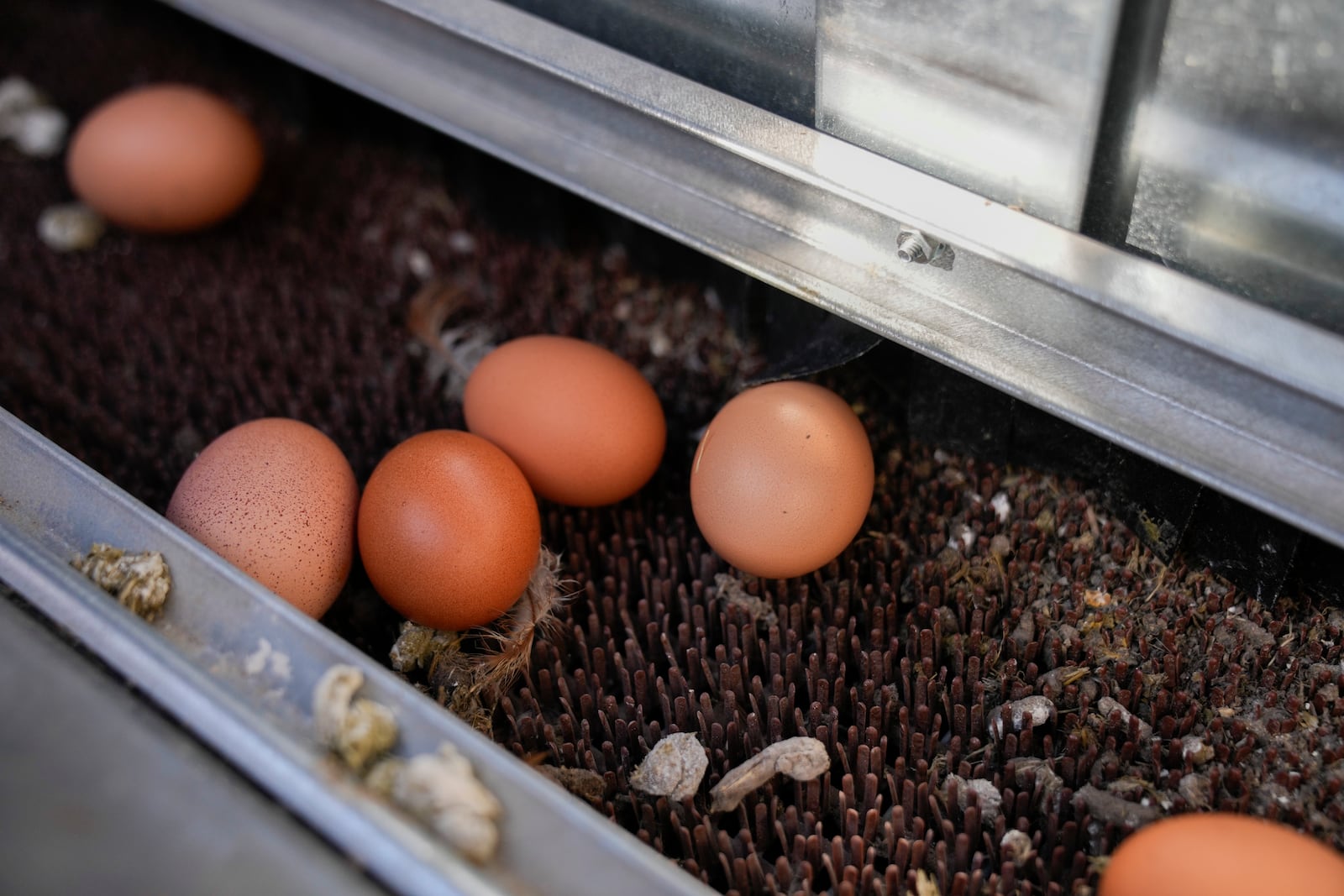 Large brown eggs laid by Red Star hens are seen inside a coop at Historic Wagner Farm, Friday, Feb. 7, 2025, in Glenview, Ill. (AP Photo/Erin Hooley)