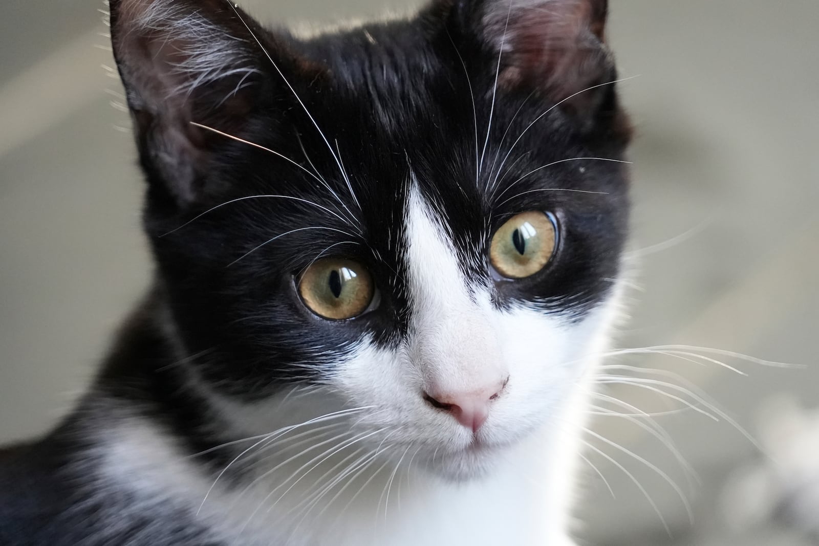 Maxwell, a young male was one of two kittens that the Leicester family adopted after their beloved adult cat Jimmy was run over and killed last year, Friday, Feb. 14, 2025, in Le Pecq. (AP Photo/John Leicester)