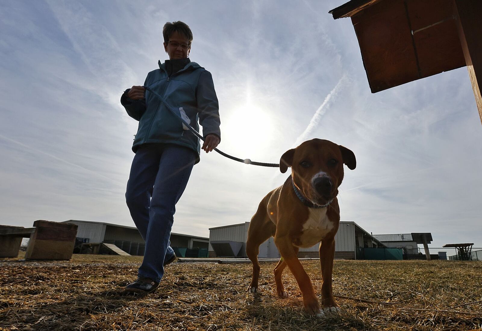 Volunteer Amy Coppage takes Miley for a walk at Animal Friends Humane Society Tuesday, Feb. 1, 2022. The animal shelter and adoption center on Princeton Road has moved to appointments only effective Feb. 1, 2022 due to staff shortages. You must call ahead and walk-ins are not allowed. NICK GRAHAM/STAFF