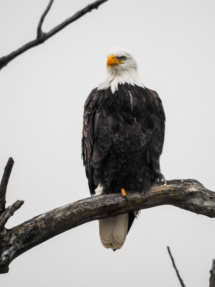 Bald Eagles in Butler County